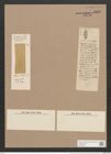 Amphora undata H. L. Sm. (de-Toni-Nr.: Genus 36, Species 1686) Zeichnungen Sammlung Grunow Nr. 3232 (NHMW-BOT-W0370696)